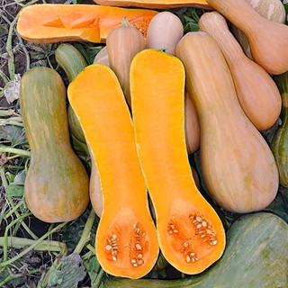Hạt giống bí đỏ trái dài gói 10gg