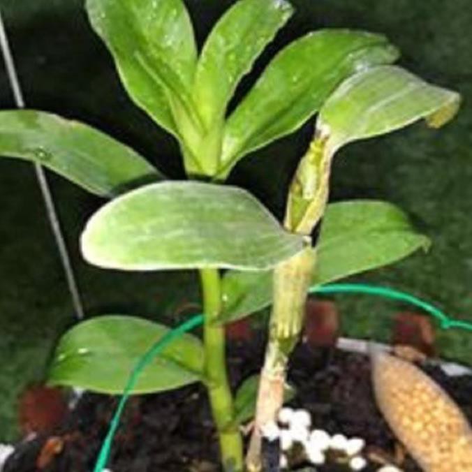 Hoa lan phi điệp - 5ct chơn thành( trồng ấm chậu cao 16 cm,bộ rễ khỏe) ki mập khỏe ấm chậu