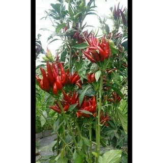 HẠT GIỐNG ỚT CHỈ THIÊN CHÙM 20 hạt