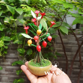 Bonsai Mini- Cây Lựu Mini 01