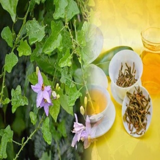 Cây Giống Cà Gai Leo Dược Liệu, cà gai leo giúp giải độc