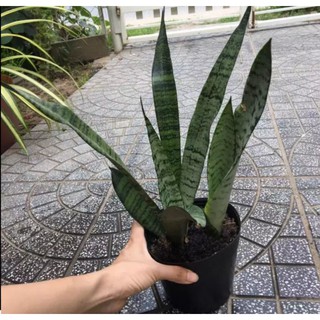 CÂY LƯỠI HỔ XANH