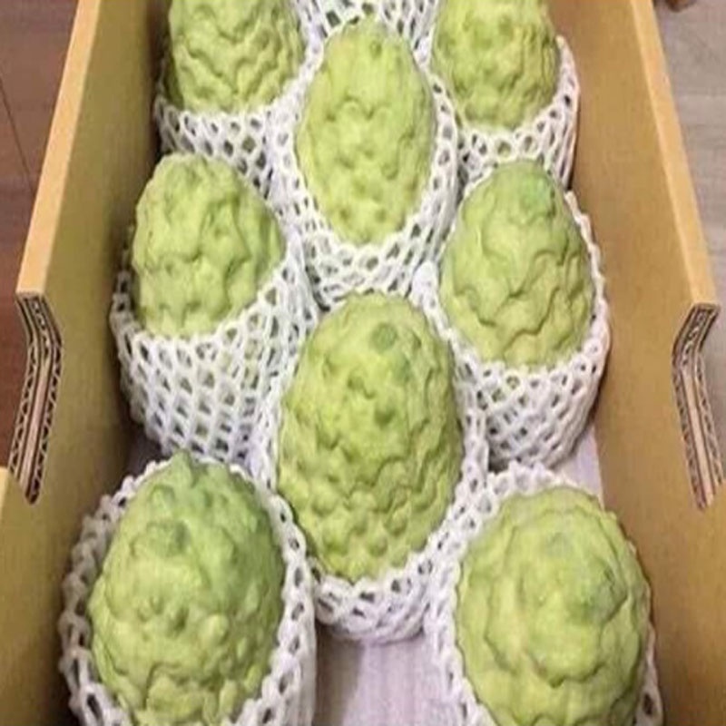 Cây Na thái - Na Xiêm - cho trái siêu to khổng lồ