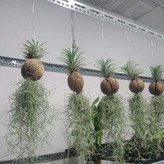 Cây lọc không khí