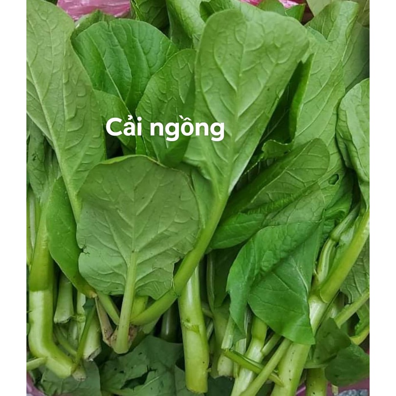 [Giao HCM trong ngày hỏa tốc] Rau Cải Ngồng Sạch Tươi Ngon tại Vườn Q12 1KG