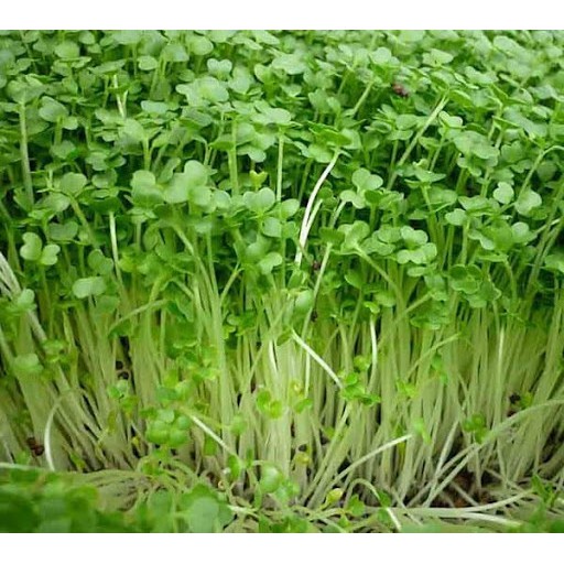 HẠT MẦM CẢI BẸ XANH - GÓI 50 GRAM