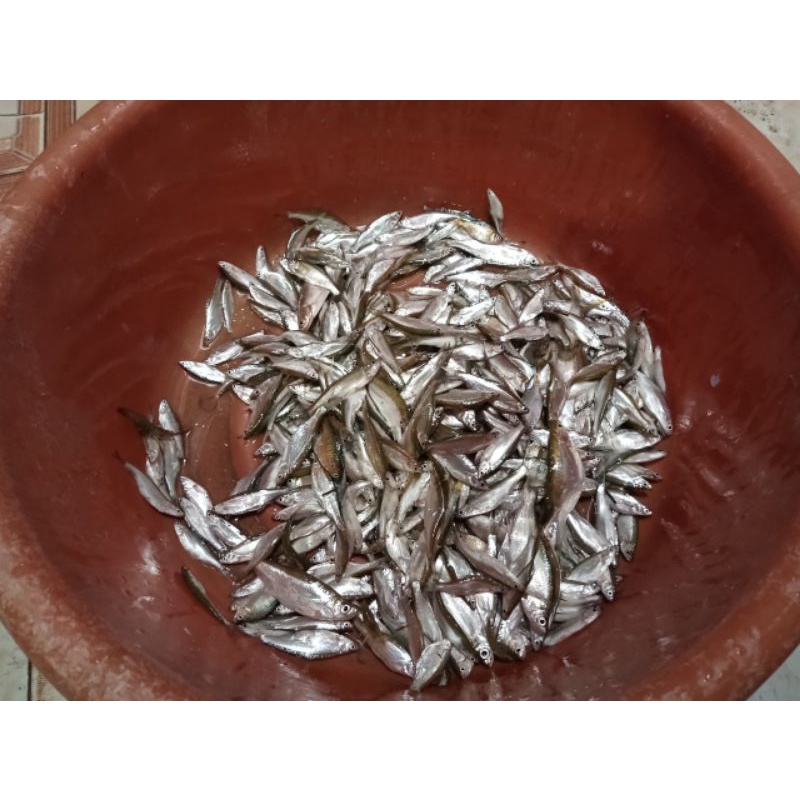 Vợt kích cá 25x25 cho bộ binh