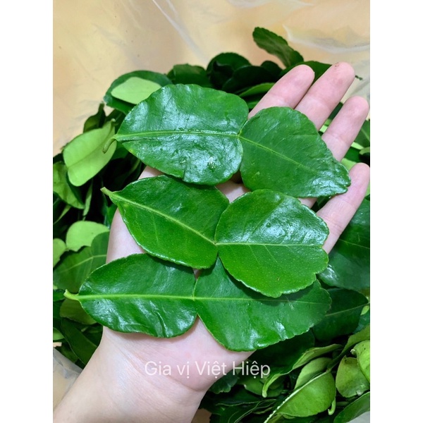Lá Chanh Thái - Lá Chúc - Lá Chanh Thái Tươi Hữu Cơ Việt Hiệp