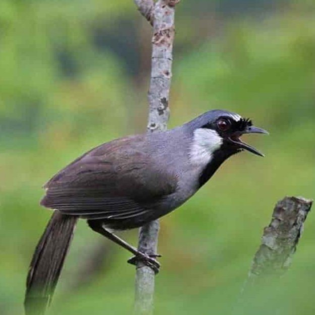 10 Gói Phu Vinh - All insect - Jambul, Puteh, Magpie, Hwamei, Shama, Finch... (Phu Vinh Brand)