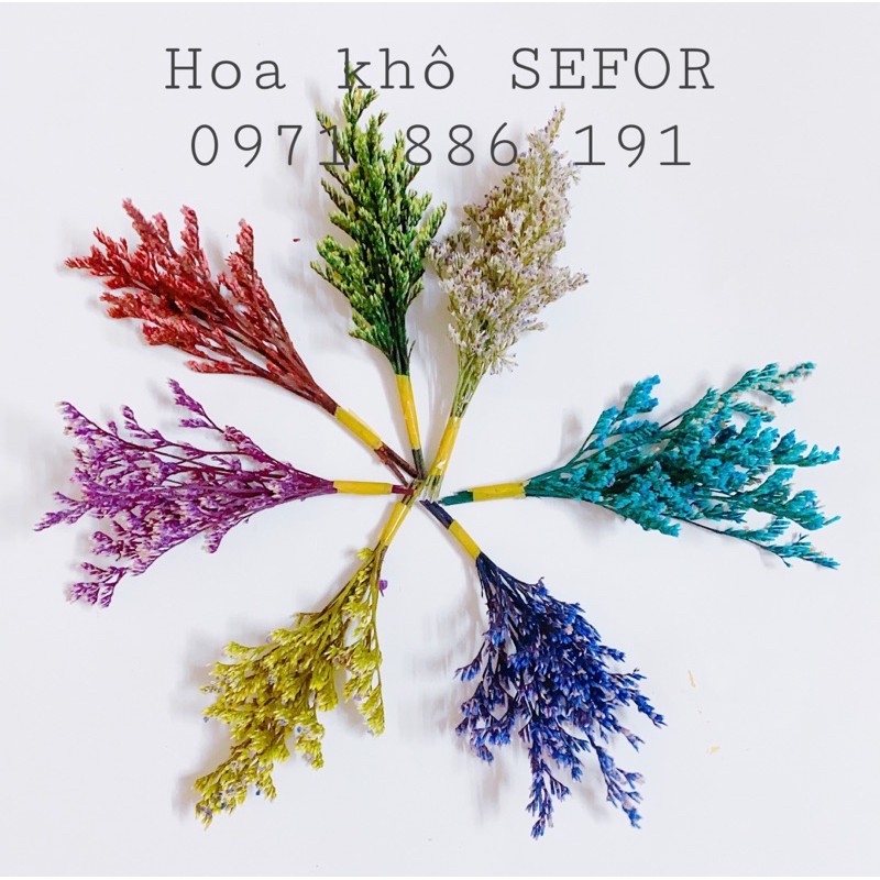 Hoa sao khô vụn ❤️ Sao đuôi công/cỏ tình nhân khô❤️ hoa khô làm thiệp, handmade, resin