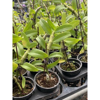 Hoa phong lan trầm tím chuẩn bị hoa