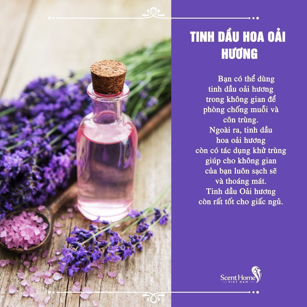 TINH DẦU OẢI HƯƠNG HOA NÉN - LAVENDER.