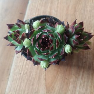 9 Loại sen đá Phật Bà