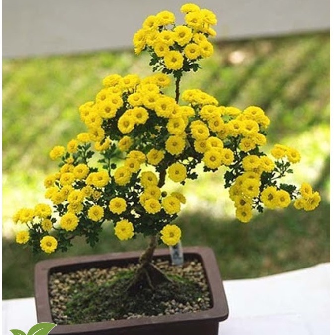 hạt giống hoa CÚC VÀNG MINI, Coreopsis Plains Cao,  màu vàng tươi với tâm màu đỏ.