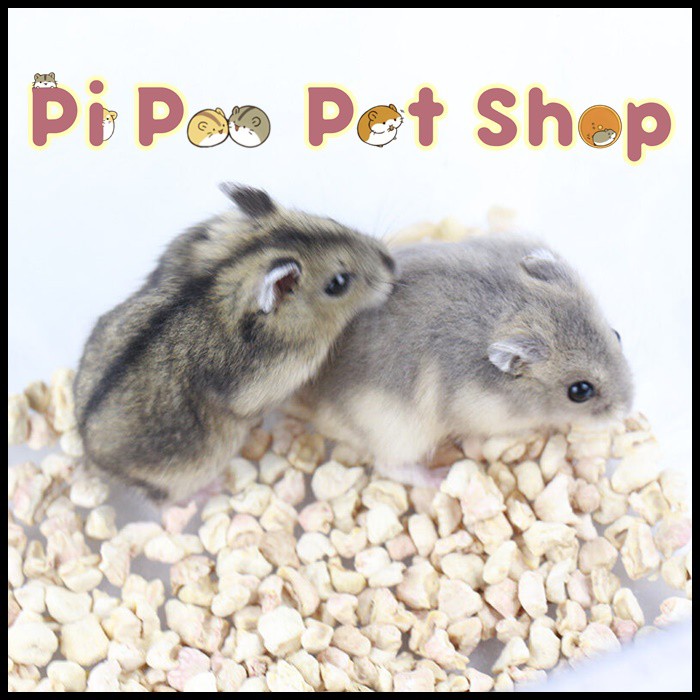 Đậu hủ sấy cho Hamster