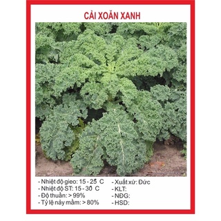 Hạt giống cải xoăn xanh-cải kale xanh 0,5gr~100hạt