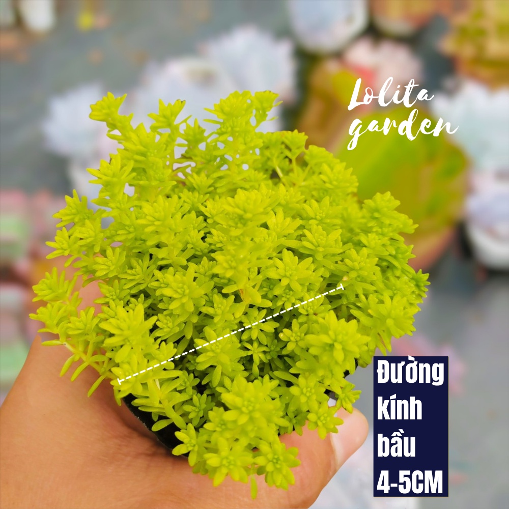 CỎ SEDUM VÀNG SIZE BÉ, HÀNG ĐÀ LẠT, SIÊU XINH SIÊU KHỎE, LỖI 1 ĐỔI 1