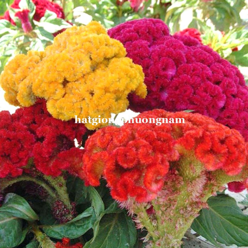 HẠT GIỐNG HOA MÀO GÀ BÚA