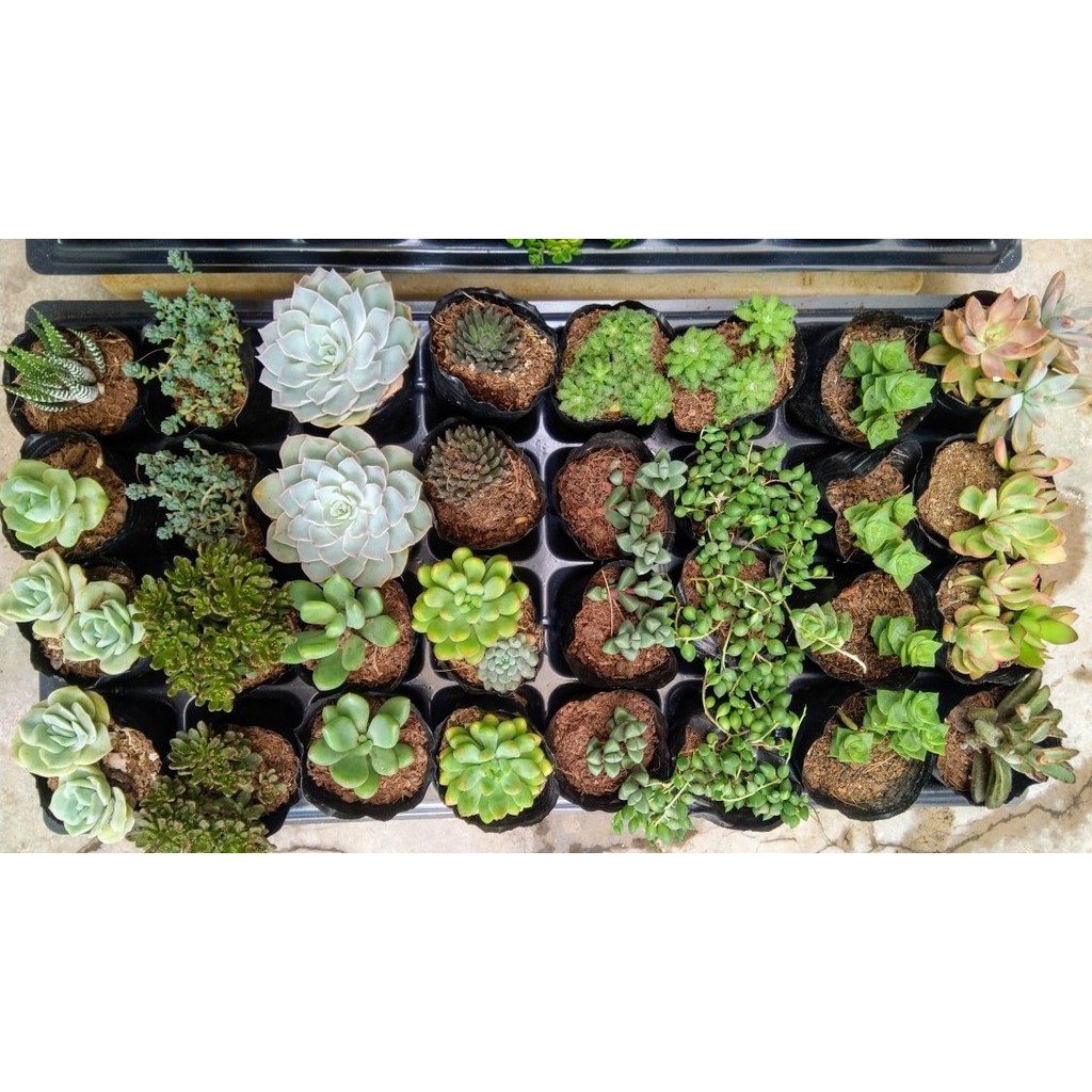 Combo 5 cây sen đá 5-8cm ngẫu nhiên + Gói 500g đất trồng🌵FREESHIP🔥Đã thuần khí nóng🌟  Bao đẹp