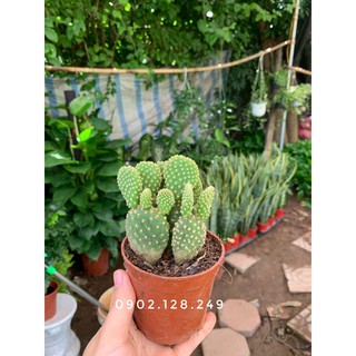 Cây xương rồng tai thỏ chậu nhựa