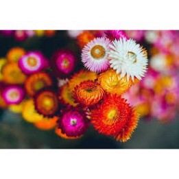 🌸Hoa cúc bất tử🌸 hoa khô vĩnh cửu🌸phong cách vintage