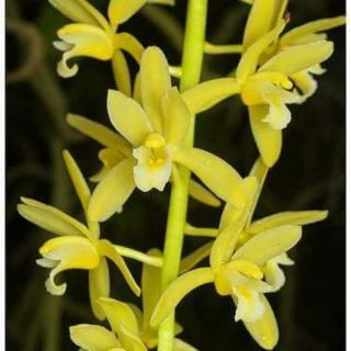 KIẾM VÀNG LÁ TRƠN