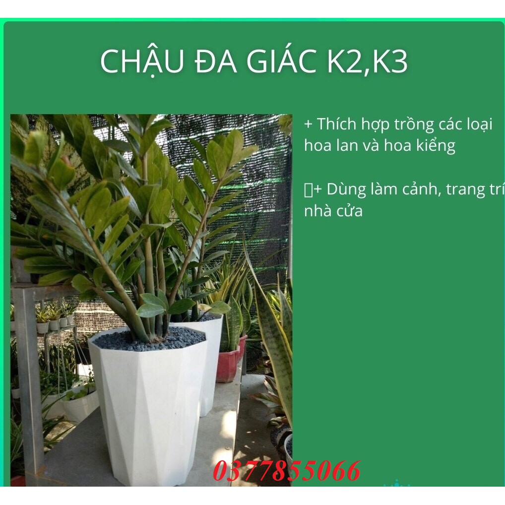 Chậu Nhựa Kim Cương Trắng Đa Giác K2,K3 Nhiều Kích cỡ Trồng Hoa Lan, Cây cảnh- Chậu Nhựa Bền, Đẹp, Nhẹ, Đa Năng