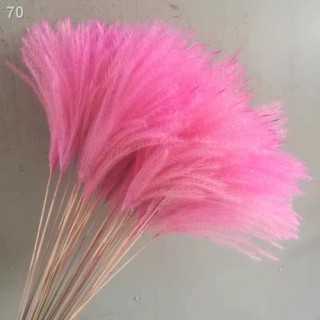Bông lúa khô thiên nhiên