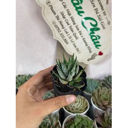 Sen đá Móng Rồng nhỏ