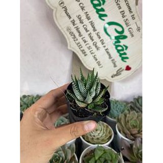 Sen đá Móng Rồng nhỏ (tặng bảng đen)