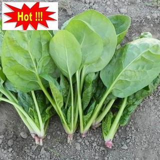 Hạt giống Cải Bó xôi 10g (rau chân vịt)