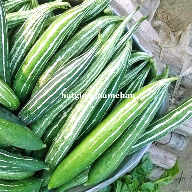 15H - HẠT GIÓNG LẶC LẦY  XANH