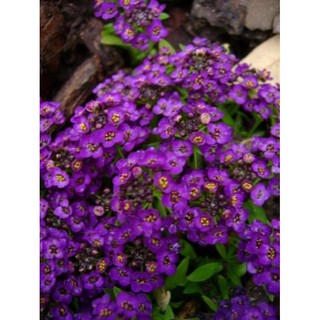 Hoa tím Violet queen Hoa tím nữ hoàng