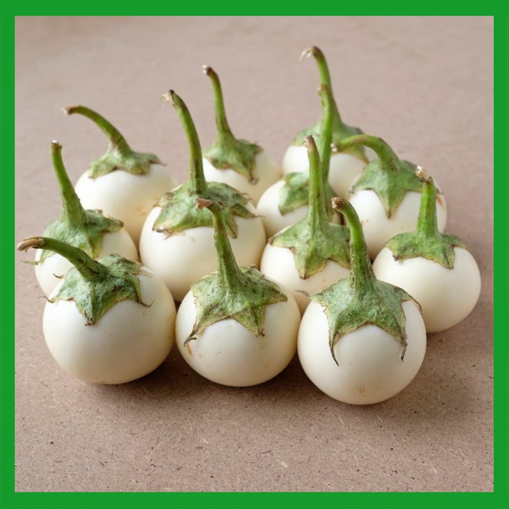 Hạt giống Cà Pháo