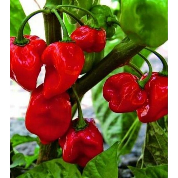 5 Hạt giống ớt ma siêu cay -ớt mặt quỷ - ớt cay nhất thế giới