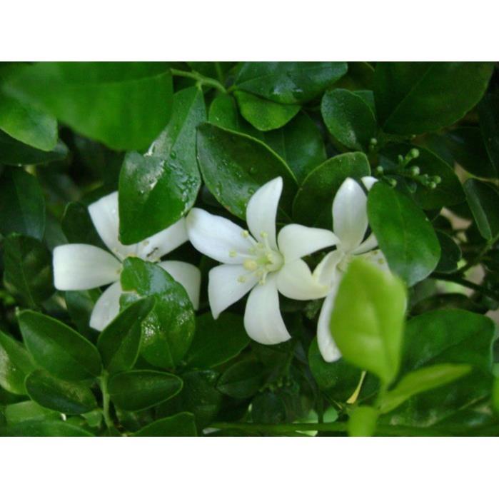 10 Hạt Giống dạ lý hương siêu hoa ,hoa rất thơm, cánh hoa xếp kép