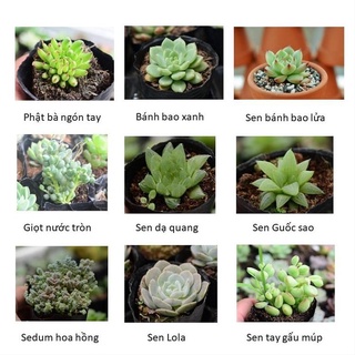 💢Sen đá vỉ mini mix màu 🆕(giao cây ngẫu nhiên)
