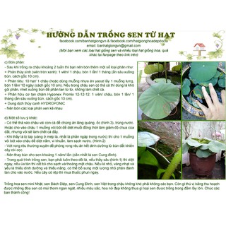 SEN MINI NHẬT bán sỉ theo kg