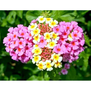 Châu cây hoa trâm ổi