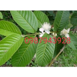 1kg lá ổi tươi