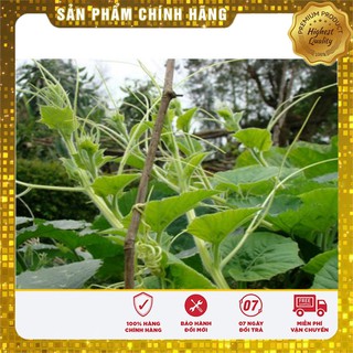 Hạt giống Bí Siêu Ngọn 20gram [Bán Sỉ]
