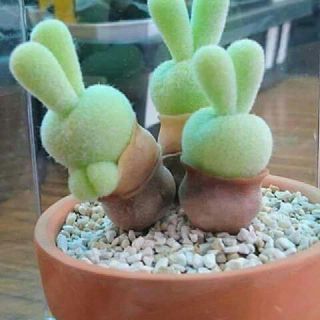 Hạt giống cây tai thỏ F1_tặng kèm đât trồng tai thỏ và hướng dẫn trồng