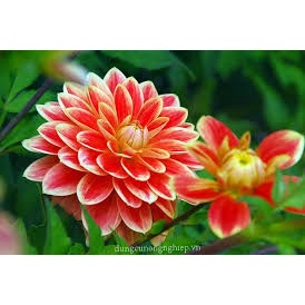 Hoa thược dược lùn nhiều màu-Tổng kho hạt giống giá rẻ