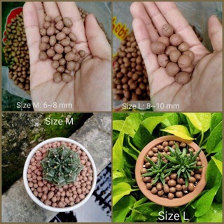 HẠT ĐẤT NUNG TRỒNG CÂY SEN ĐÁ