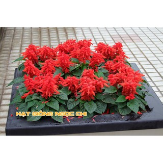 Hạt Giống Hoa Xác Pháo Đỏ - 50 Hạt