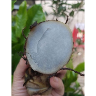 củ dong riềng đỏ_ củ tươi 2kg