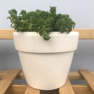 Sen đá sedum xanh (kèm chậu đất nung)