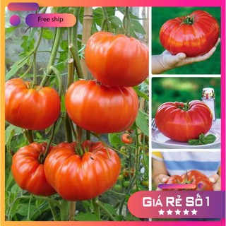 Hạt giống Cà chua khổng lồ 1kg (20 hạt)