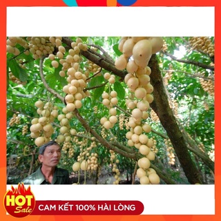 Cây Giống Bòn Bon ( 3 Cây ) Cây Ghép Năng Suất Cao Cho Quả Sớm