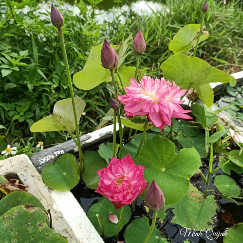 Củ sen mini Red Rose